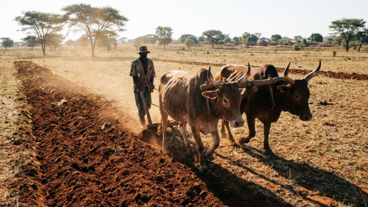 um par de bois a puxar um arado simples conduzido por um produtor moçambicano, sulco de terra revolvida a formar-se atrás do arado