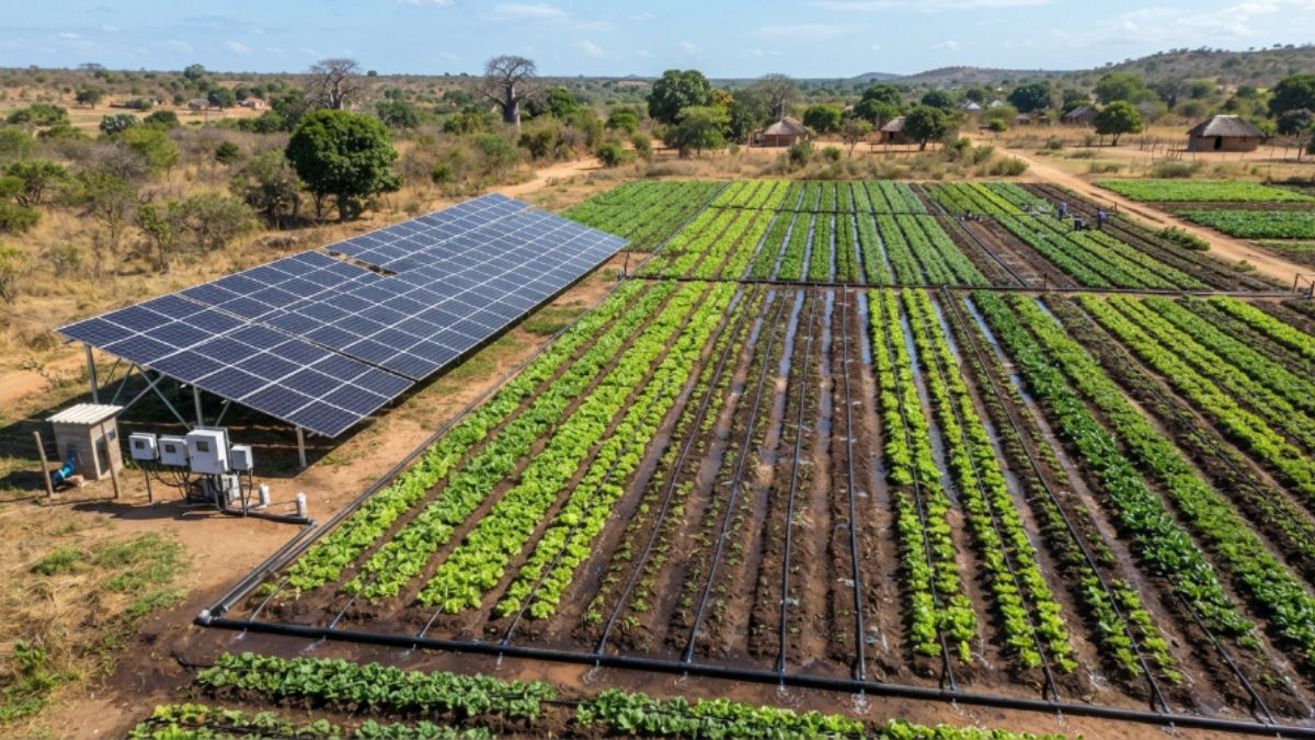 Conjunto de painéis solares alimentando linhas de irrigação por gotejamento em uma plantação de hortaliças