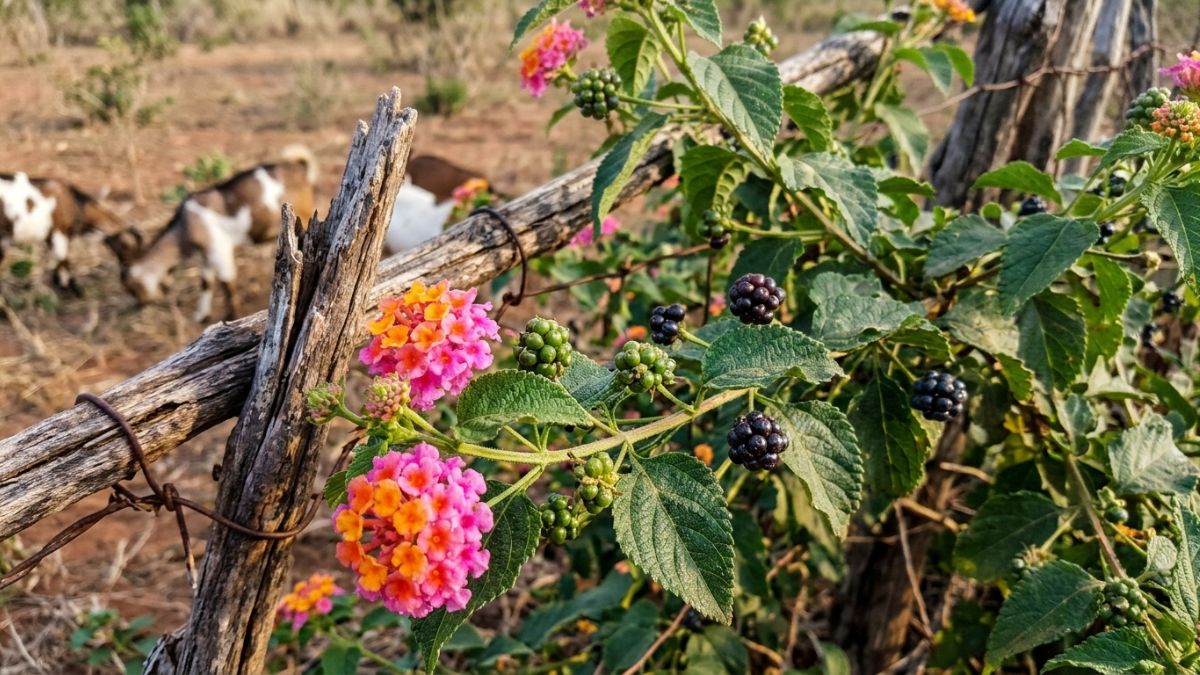uma moita de lantana com flores cor de laranja e rosa e pequenos frutos escuros junto a uma vedação de machamba e cabritos ao fundo