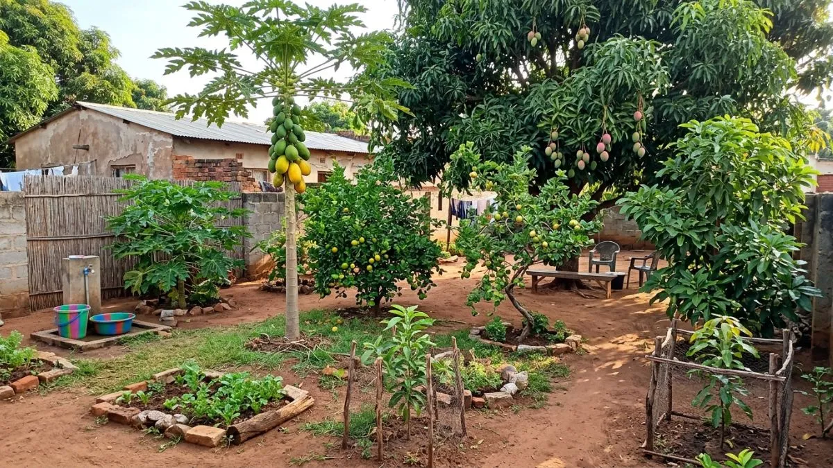 Melhores Árvores Frutíferas para Ter em Casa